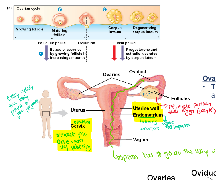 knowt flashcard image