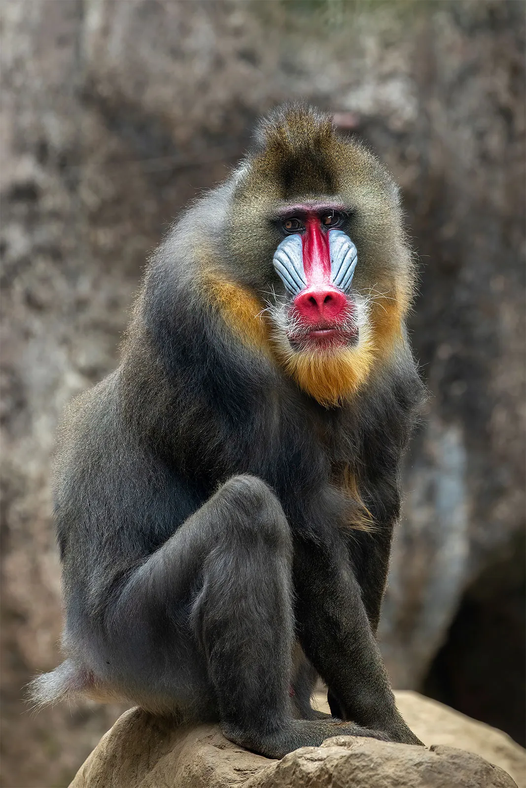 <p>Common Name: Mandrill</p><p>Suborder: Haplorhini</p><p>Order: Primates </p><p>Family: Cercopithecidae </p>