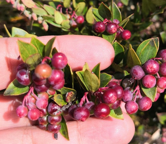 <p><strong>Common Name</strong>: <span style="background-color: transparent; font-family: "Helvetica Neue", sans-serif;">Philippine native blueberry, Ayusip</span></p><p><strong>Parts Used</strong>: <span style="background-color: transparent; font-family: "Helvetica Neue", sans-serif;">Fruits, stems, and leaves</span></p><p><strong>Use/s</strong>: Relieves fever and inflammation, antidiabetic; antioxidant, immunomodulatory, hepatoprotective</p><p><strong>Major Metabolites</strong>: <strong><u>Anthocyanins</u></strong>, <strong><u>quercetin (flavonoids)</u></strong>; polyphenols, tannins</p>