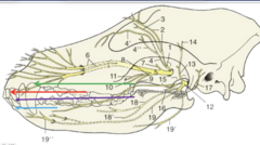 <p>What nerve does the green line represent</p>