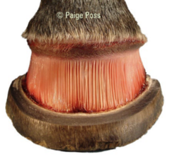 <p>What types of lamina are there and what is its function?</p>