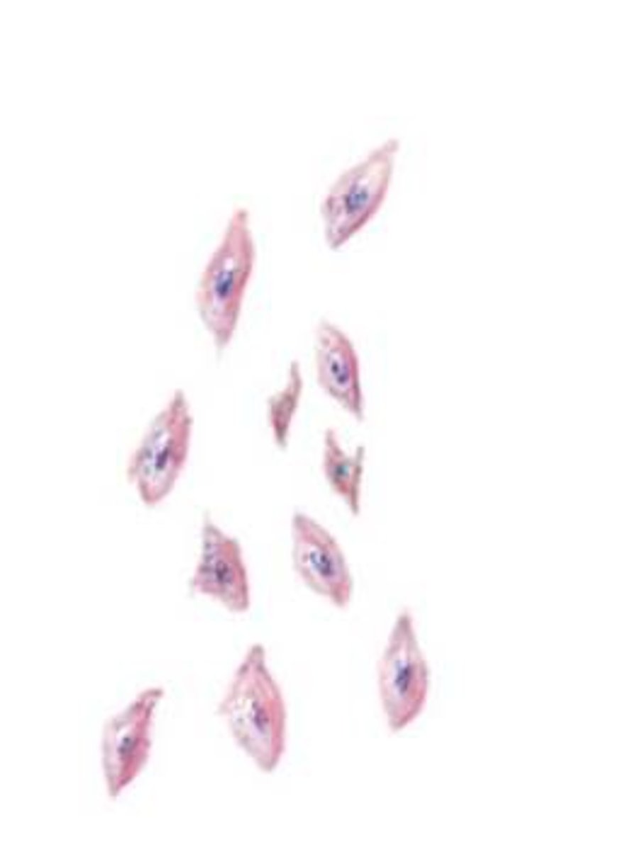 <p>small blood fragment that collects at sites of injury to begin the clotting process</p>
