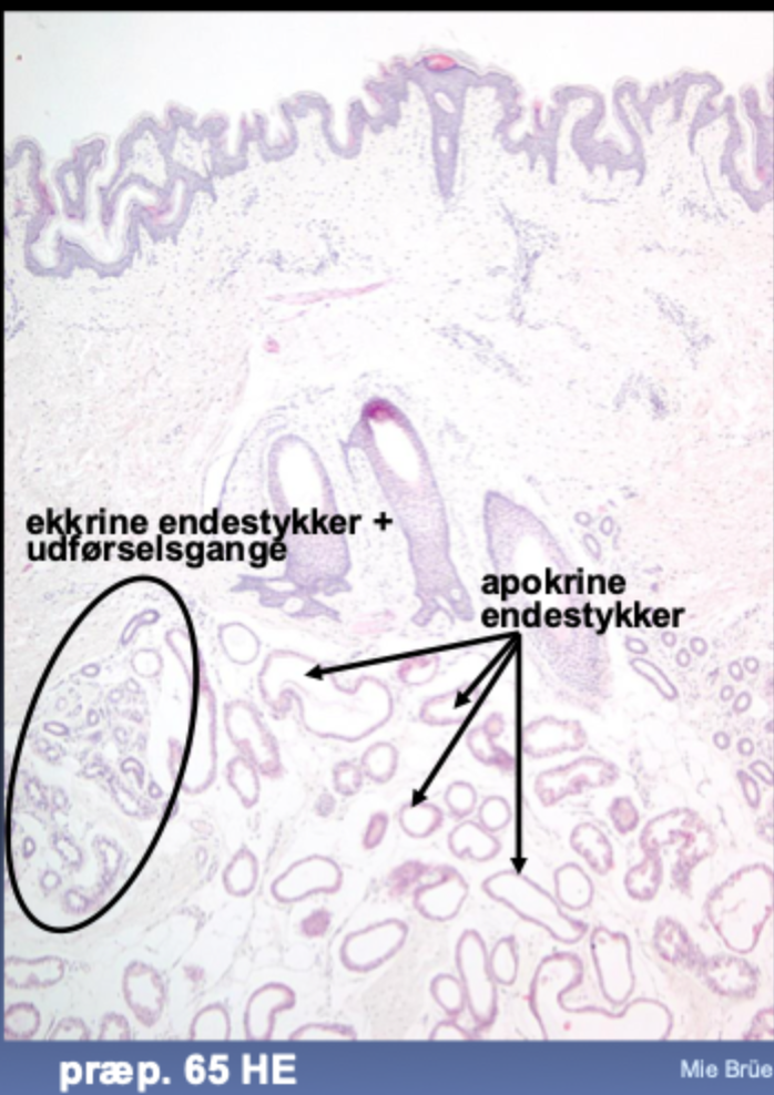 <p>Apokrine har typisk <strong>større lumen</strong>.</p>