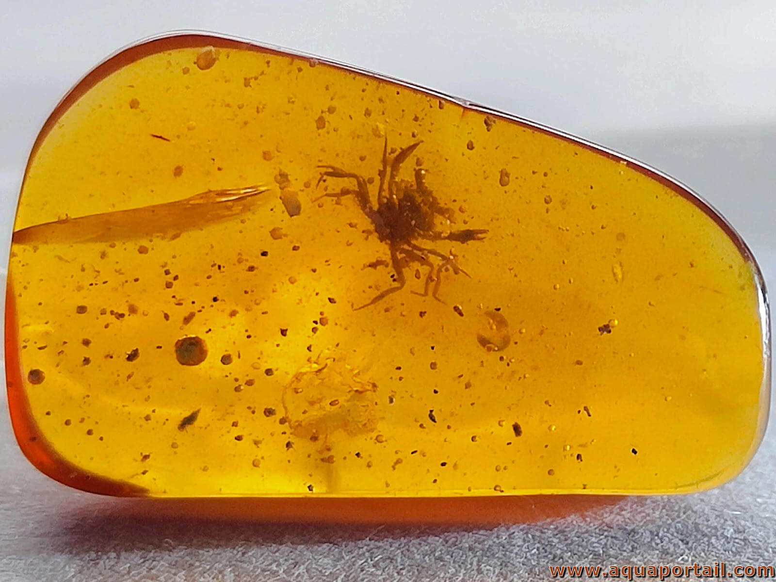 <p>ambre</p>