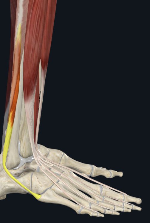 <p>what is the distal attachment of this muscle (fibularis brevis)</p>