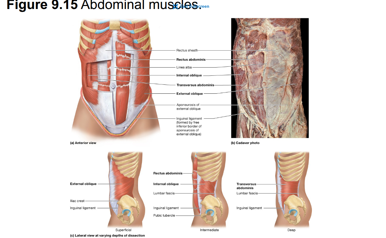 <p>Action: compresses the abdominal cavity</p><p>Origin: lower six costal cartilages</p><p>Insertion: pubic bone</p><p>Compresses the abdominal cavity, which raises intra-abdominal pressure</p>