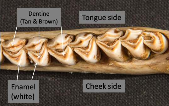<p>Dentine (brown) and Enamel (white) in deer teeth: </p>