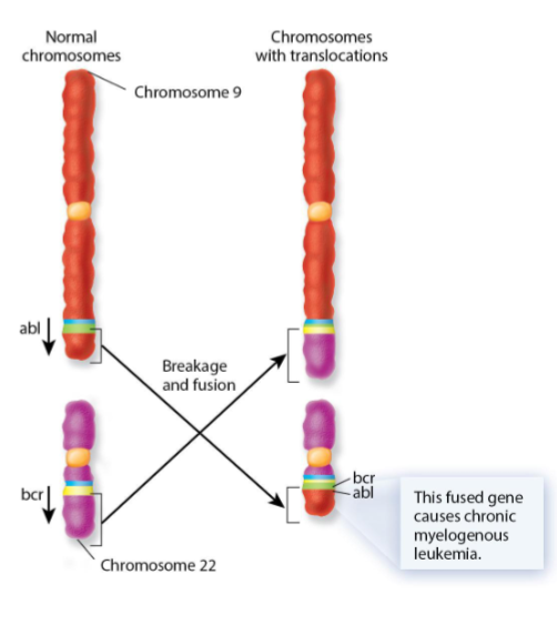 <p>BCR and ABL switch ends and fuse, <span>producing a chimeric BCR-ABL protein with uncontrolled tyrosine kinase activity.</span></p>