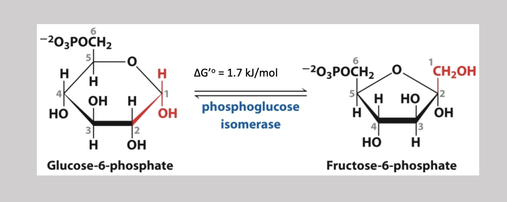<p>Second step reversible reaction that transforms glucose-6-phosphate into fructose-6-phosphate → makes the H on carbon 1 CH2OH</p>