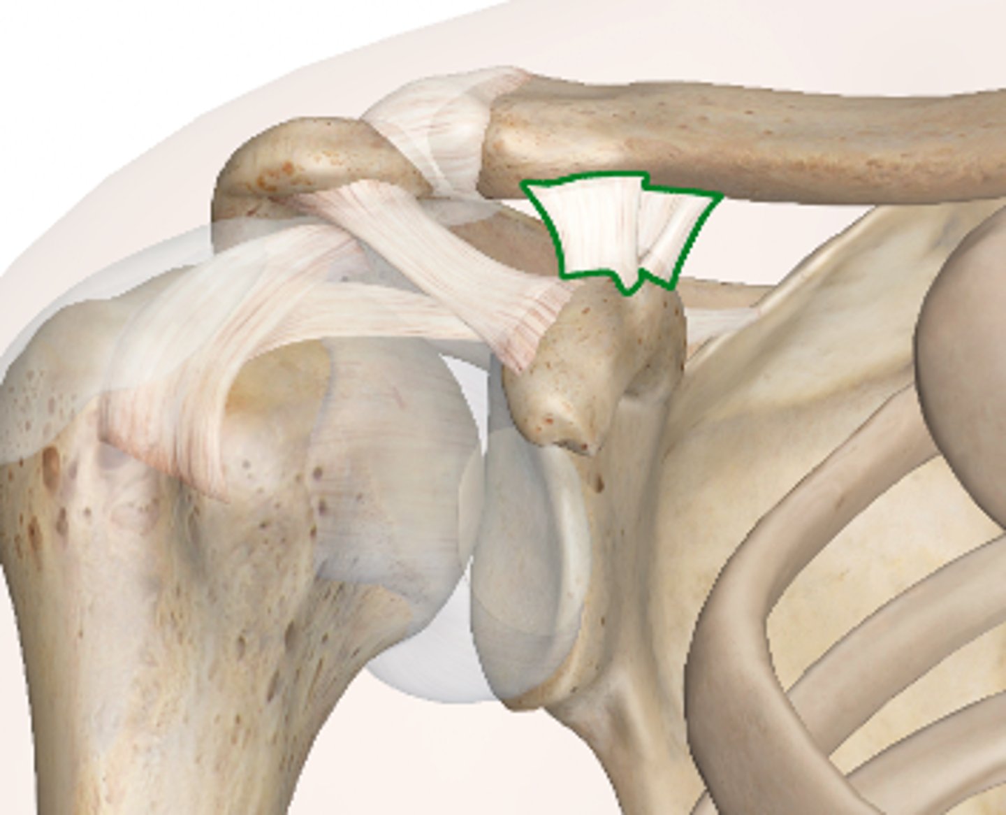 <p>prevents backward motion and rotation of scapula</p>