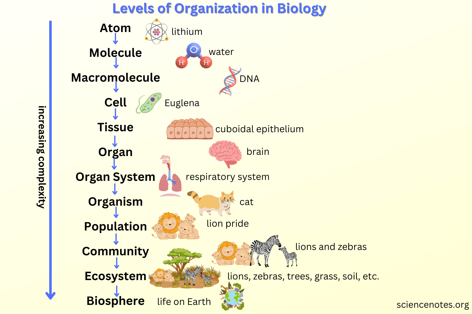 <p>biosphere → ecosystem →community →population → organism → organ system → organ → tissues → cell → organelle → molecule → atom</p>