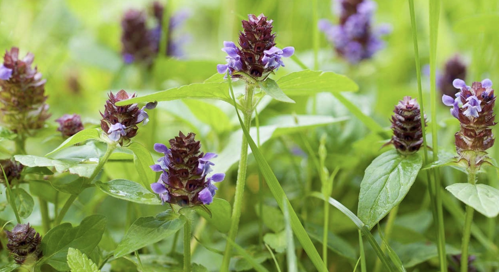 <p>Prunella vulgaris height</p>
