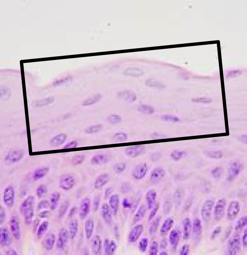 <p>This tissue lines the laryngopharynx, and part of the oropharynx.</p>