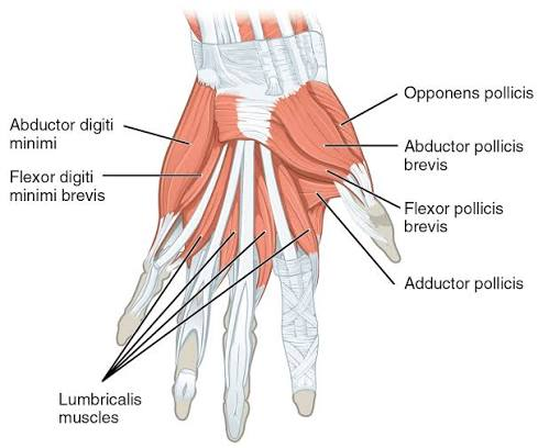 <p>flexor pollicis brevis</p>