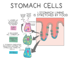 <p>breakdown triglycerides --> fatty acids + monoglycerides</p>