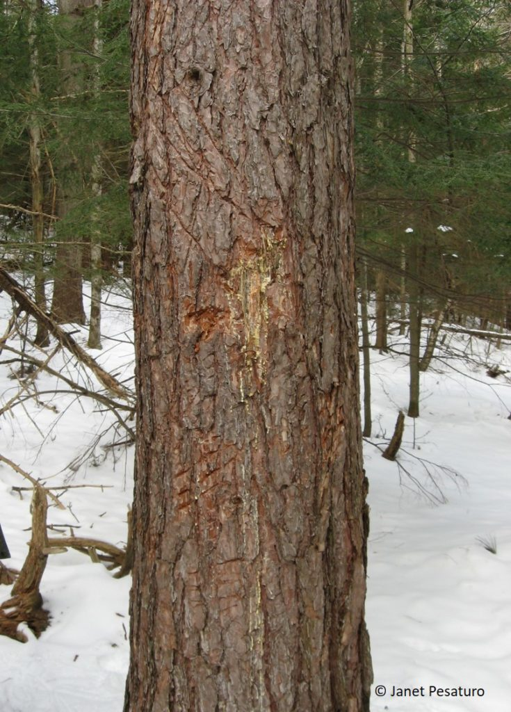 <p>Ursus americanus (black bear)</p>