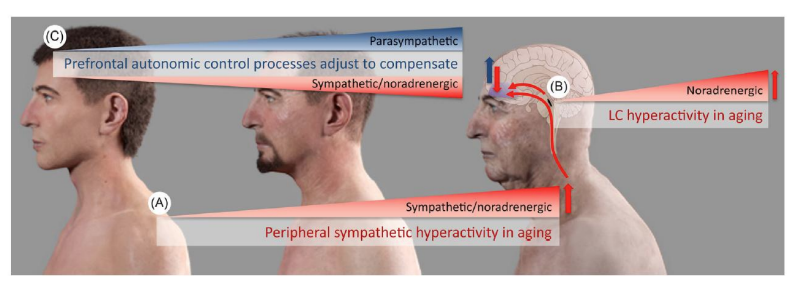 <ul><li><p>Increase in positive emotions + decrease in negative emotions → due to NA signaling</p></li><li><p>Original theories proposed a role for <strong>cognitive control </strong>+ more</p></li><li><p>Recent studies propose changes in the CNS (i.e. in the LC) contribute</p><ul><li><p>theory = different mechanisms for cog control develop as you age → how you experience emotions become different</p></li></ul></li></ul><p></p>
