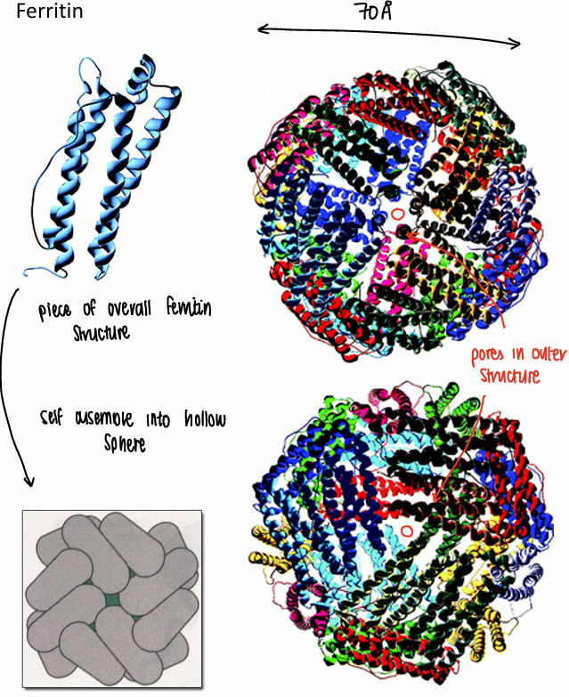 <p>The ferritin strands self assemble into hollow spheres, forming a pore in the middle.</p>