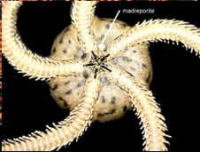 <p>Phylum<br>Class</p>