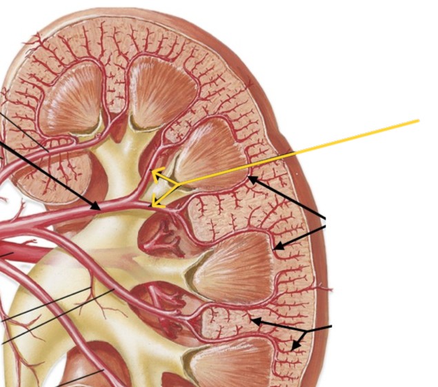 <p>Which arteries of the kidneys:</p><ul><li><p>After segmental arteries</p></li><li><p>Before arcuate arteries</p></li></ul><p></p>