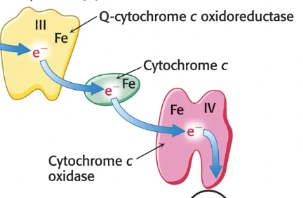 <ul><li><p>Receives electrons from QH<sub>2</sub> in CoQ → QH<sub>2</sub> carries two e-, but cytochrome c can only accept one e-, so the other e- must move through the <strong>Q cycle</strong></p></li><li><p>This results in 4 H+ pumped into IM space and electrons passed to cytochrome c, which carries them to Complex IV</p></li></ul><p></p>