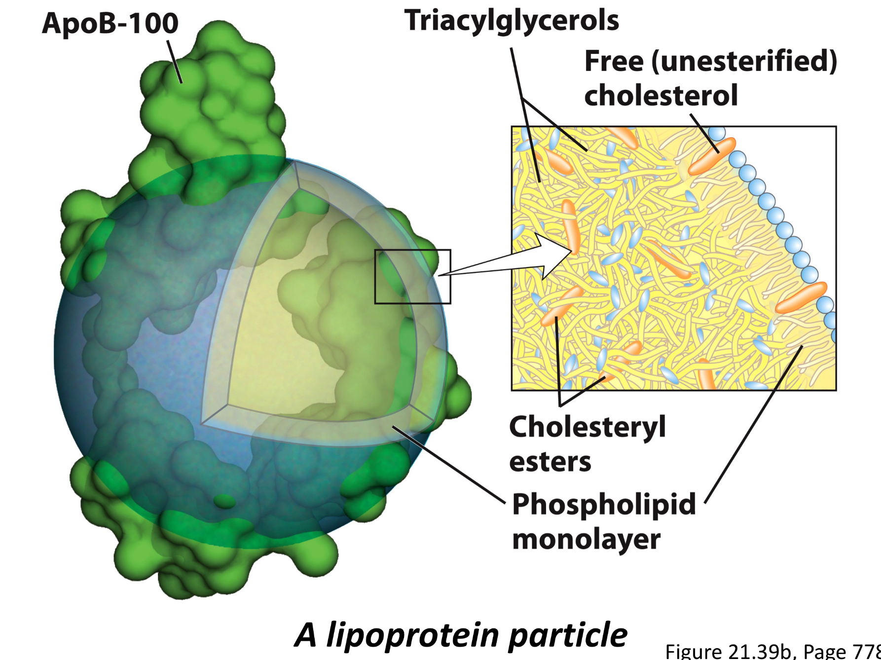 <p>Via lipoprotein particles (LPPs) which have a core of hydrophobic lipids, surrounds by a SINGLE phosophlipid layer with special lipoproteins</p>