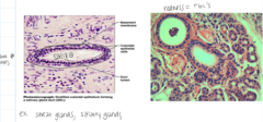 <p>What is a unique feature of stratified cuboidal tissues?</p>