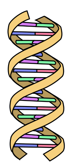 <p>The structure of DNA, two strands wrapped around eachother</p>