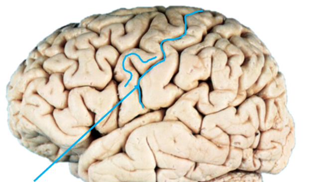 <p>Name the groove</p>