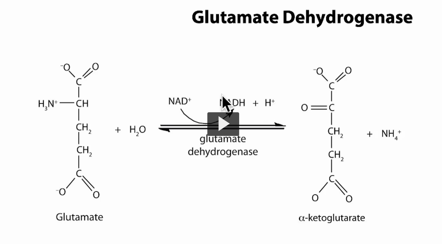 <p>This is the <strong>key step where nitrogen is finally released as ammonia</strong>.</p><p>in the previous reaction of transamination (where aspartate becomes OAA, and alpha ketoglutarate becomes glutamate)</p><p>in this step, <strong>nitrogen</strong>, from <strong>glutamate</strong>, is being <strong>released </strong>as<strong> ammonia (NH3). </strong></p><div data-type="horizontalRule"><hr></div><p>The reaction: <strong>Glutamate + H₂O + NAD⁺ ⇄ α-ketoglutarate + NH₄⁺ + NADH + H⁺</strong></p><p>In words:</p><ul><li><p><strong>Glutamate loses its amino group</strong></p></li><li><p>That nitrogen becomes <strong>ammonium (NH₄⁺)</strong></p></li><li><p>The carbon skeleton becomes <strong>α-ketoglutarate</strong></p></li><li><p>NAD⁺ is reduced → <strong>NADH</strong></p></li></ul><div data-type="horizontalRule"><hr></div><p>What kind of reaction is this? <strong>Oxidative deamination</strong></p><ul><li><p><strong>Deamination</strong> = removing NH₂</p></li><li><p><strong>Oxidative</strong> = electrons transferred to NAD⁺ → NADH (this is reduction, however, we are naming it based on the glutamate losing molecules, which is oxidation). </p></li></ul><div data-type="horizontalRule"><hr></div><p>Step-by-step logic</p><ol><li><p>Glutamate (holding nitrogen) enters</p></li><li><p>Enzyme removes NH₂</p></li><li><p>Nitrogen → released as <strong>NH₄⁺ (ammonia form)</strong></p></li><li><p>Remaining molecule → <strong>α-ketoglutarate</strong></p></li><li><p>NAD⁺ → becomes <strong>NADH (energy carrier)</strong></p></li></ol><div data-type="horizontalRule"><hr></div><p>The enzyme: <strong>Glutamate dehydrogenase (GDH)</strong></p><ul><li><p>Located in <strong>mitochondria </strong>in the <strong>liver</strong>.</p></li></ul><div data-type="horizontalRule"><hr></div><p>Why this step is VERY important </p><p>1. This is where ammonia is actually released</p><ul><li><p>All earlier steps (transamination) just <strong>moved nitrogen</strong></p></li><li><p>This step <strong>frees it</strong></p></li></ul><p>First time NH₃/NH₄⁺ appears</p><div data-type="horizontalRule"><hr></div><p>2. NH4+ feeds directly into the urea cycle</p><ul><li><p>NH₄⁺ → enters <strong>urea cycle</strong> → becomes <strong>urea</strong> → <strong>excreted</strong></p></li></ul><div data-type="horizontalRule"><hr></div><p>3. Links amino acids to energy metabolism</p><ul><li><p>Product = <strong>α-ketoglutarate</strong></p></li><li><p>This enters the <strong>TCA cycle</strong></p></li></ul><p>So:</p><ul><li><p>Nitrogen → waste</p></li><li><p>Carbon → energy</p></li></ul><div data-type="horizontalRule"><hr></div><p>4. Produces NADH</p><ul><li><p>NADH → goes to <strong>electron transport chain</strong></p></li><li><p>Generates <strong>ATP</strong></p></li></ul><div data-type="horizontalRule"><hr></div><p>Big picture connection</p><p>You can now see the flow:</p><ol><li><p><strong>Transamination</strong> → collect nitrogen on glutamate</p></li><li><p><strong>Glutamate dehydrogenase (this step)</strong> → release NH₄⁺</p></li><li><p><strong>Urea cycle</strong> → detoxify NH₄⁺</p></li><li><p><strong>Carbon skeleton (α-ketoglutarate)</strong> → energy</p></li></ol><p></p>