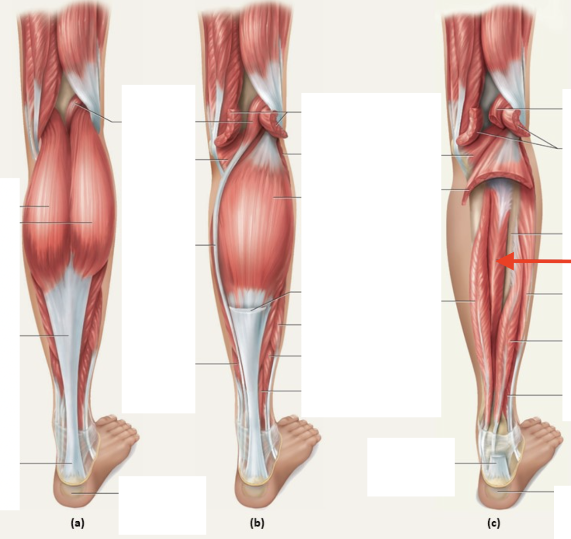<p>Tibialis posterior</p>