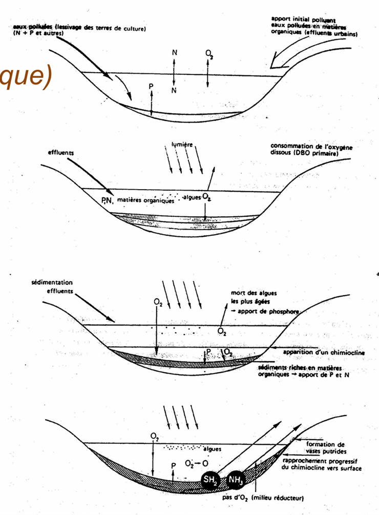 <p><strong>Stade 1 : lac oligotrophe. </strong></p><p>Milieu pauvre en nutriments, eau claire, faible production de phytoplancton, écosystème stable et peu productif. Apports de nutriments très lents (érosion/ruissellement).</p><p><strong>Stade 2 : enrichissement et explosion du phytoplancton. </strong></p><p>Les nitrates et phosphates s’accumulent dans la zone éclairée (zone photique/épilimnion) → prolifération du phytoplancton, augmentation turbidité, puis mort du phytoplancton → production de matière organique morte qui chute vers le fond.</p><p> <strong>Stade 3 : anoxie des couches profondes et chimio-cline</strong>. </p><p>Les bactéries décomposeuses dégradent la matière organique au fond et consomment énormément d’O₂. L’oxygène des eaux profondes s’épuise → installation d’une chimio-cline (frontière nette) entre surface oxygénée et profondeur pauvre en O₂. Début de conditions anaérobies, accumulation de MO.</p><p><strong>Stade 4 : lac anoxique et comblement. </strong></p><p>L’anoxie s’aggrave, les bactéries anaérobies dominent, production de gaz réducteurs comme H₂S (odeur œuf pourri). La décomposition devient inefficace → accumulation de sédiments organiques, la chimio-cline monte et le lac se comble → évolution vers marais.</p>