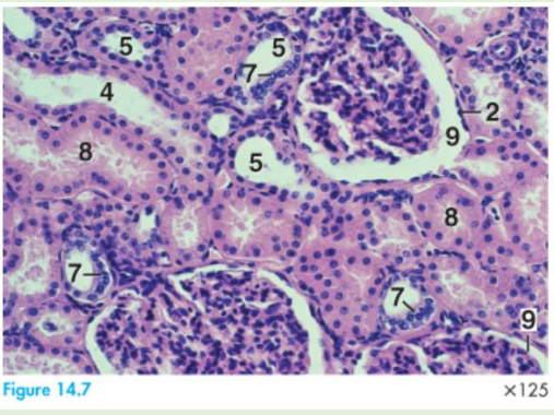 <p>9 - Bowman's space</p><p>2- Bowmans capsule parietal layer (oh so its parietal layer, bowmans space, then visceral layer, then glomerulus)</p><p>7- Macula densa</p><p>4- Collecting tubule</p><p>5- Distal convoluted tubule (because macula densa on here)</p><p>8- Proximal convoluted tubule — has brush border</p>