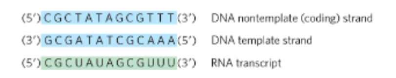 <p>rifampin binds RNA polymerase before or during early transcription and<strong> blocks initiation- this prevents RNA polymerase from properly extending the RNA chain</strong> after starting</p>