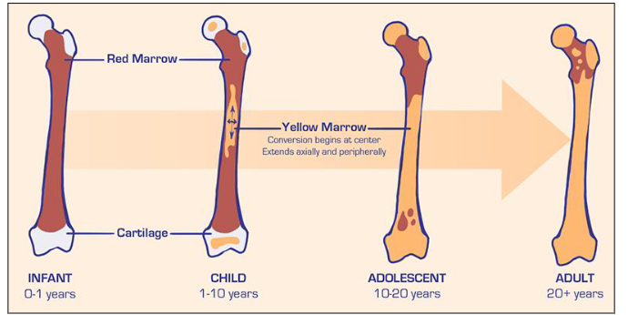 <p>Sites of Bone Marrow Activity</p>