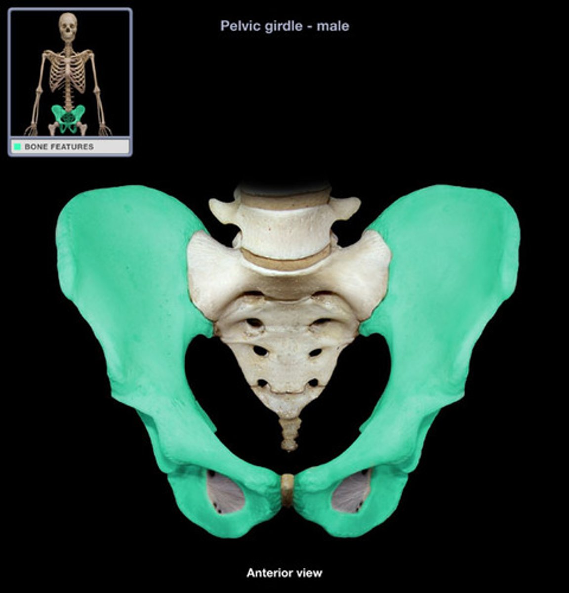 <p>- Hip bone</p>