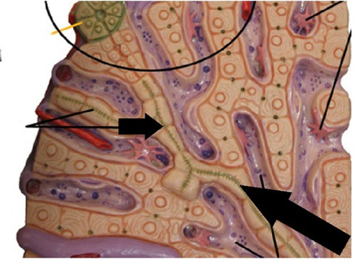 <p>Channels connecting lacunae.</p>