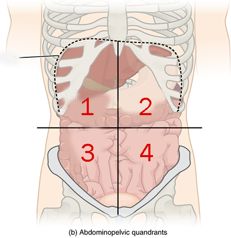 <p>The quadrant identified by "1" is:</p>