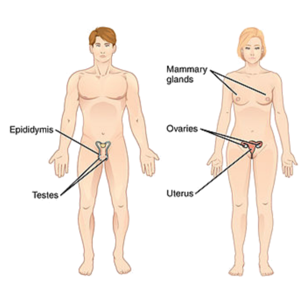 <p>reproductive system </p>