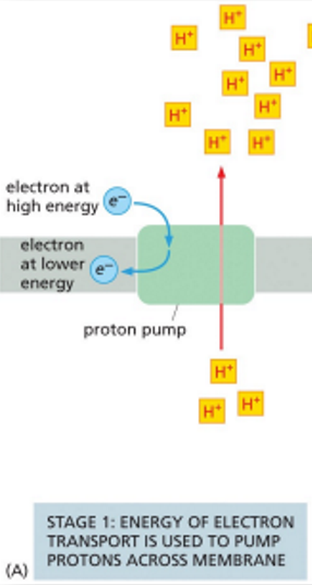 <p><strong>proton pump</strong> harnesses E of electron transfer to pump protons (H+) across a membrane</p><ul><li><p>creates <u>proton gradien</u>t</p></li></ul><p></p>
