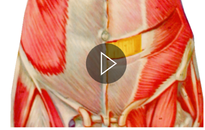 <p>What is the highlighted muscle? what is its action?</p>