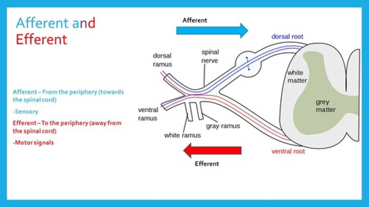 <p>True. For the spinal nerve roots, the afferent neurons travel through the posterior (dorsal) spinal nerve roots and the efferent neurons travel through the anterior (ventral) spinal nerve roots.</p>