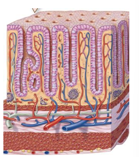 <p>2 layers of smooth muscle, outer longitudinal layer consists of teniae coli, and haustra</p>