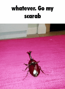 <p>what are the hard forewings that beetles have called?</p>