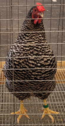 <p>What type of hen is this?</p>