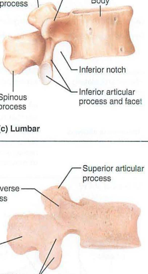 <ol start="4"><li><p>lumbar vertebrae</p></li></ol><p></p>