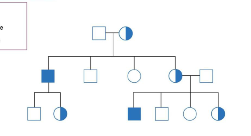 <p>****what type of inheritance pattern is this pedigree and <strong><em><u>why</u></em></strong>? aka <mark data-color="red" style="background-color: red; color: inherit;">What are all the different characteristics of this form of inheritance</mark></p><ul><li><p>remember these are all mendelian/ single gene diseases</p></li></ul><p></p>