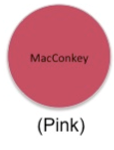 <p>Selective, differential</p><p>Selective: Crystal violet & bile salts RESTRICT gram POSITIVE</p><p>Differential: Lactose & pH; red means acidic, which means lactose is fermented</p><p> Colonies change color AND base (surrounding area) sometimes</p><p> pH > 8.0 → agar turns yellow; pH <6.8 → agar turns darker red or pink</p><p>Pale red</p>