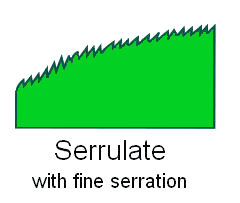 <p><mark data-color="#ffffff" style="background-color: rgb(255, 255, 255); color: inherit;">a plant leaf edge featuring very fine, sharp, saw-like teeth that point forward toward the apex</mark></p>