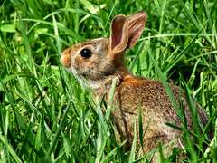 <p>Rabbit</p>